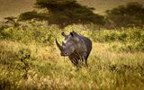 Breitmaul Nashorn in Hluhluwe-iMfolozi