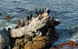 Pinguine in Bettys bay in Südafrika