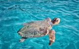 Zakynthos Schildkröte
