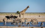 Wasserstelle im Etosha National Park