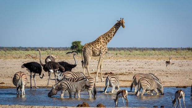 Wasserstelle im Etosha National Park
