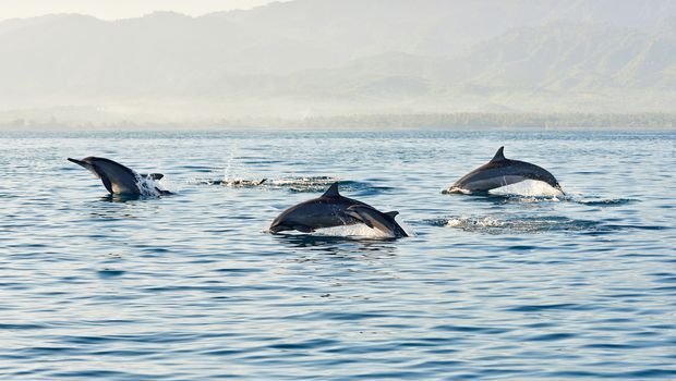 Delfine near Lovina Beach in Bali