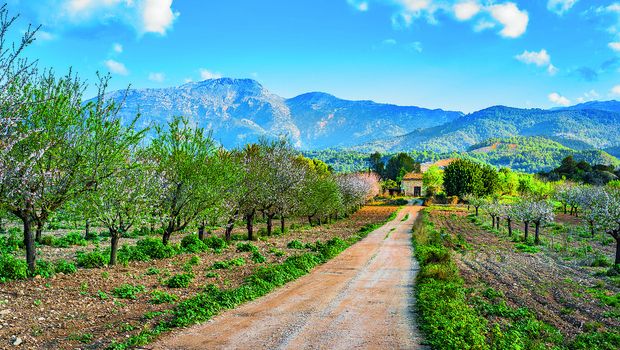Frühlingslandschaft auf Mallorca
