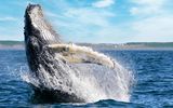 Walbeobachtung, Bay of Fundy, Nova Scotia