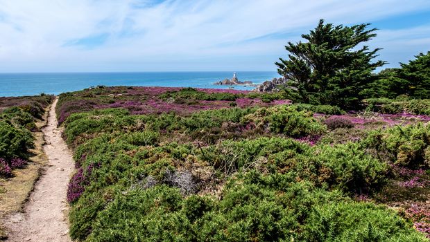 Heather meadow Corbiere Lighthouse