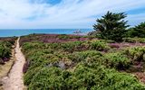 Heather meadow Corbiere Lighthouse
