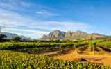 Stellenbosch Vineyards