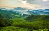Cameron Highlands Malaysia