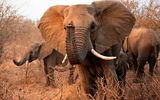Elefant im Kruger Park