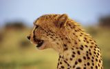 Gepard