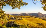 Weinberge in Collio Region