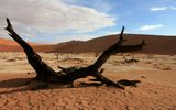 Deadvlei