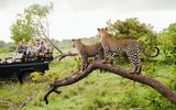 Safari mit Leopardensichtung