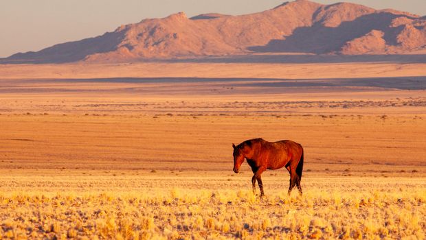 Wildpferd in der Wüste Namib