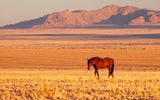 Wildpferd in der Wüste Namib